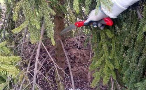 Когда открывать хвойники после зимы. Когда и как раскрывать хвойные от укрытия весной?