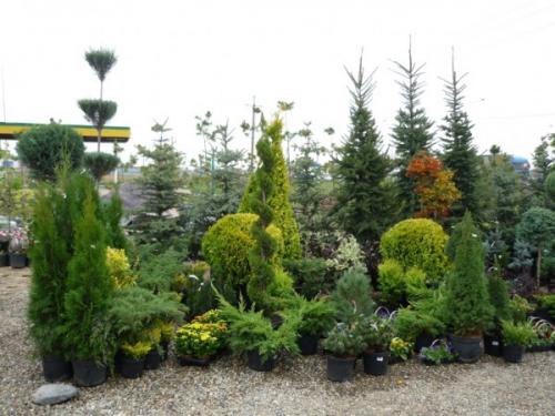 Когда открывать хвойники после зимы. Когда и как раскрывать хвойные от укрытия весной?