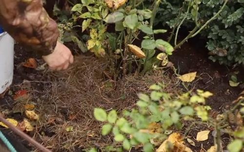 Как притенять хвойные. 4 способа применить хвойный опад на пользу саду и огороду. Советует агроном