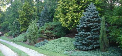 Когда открывать хвойники после зимы. Когда и как раскрывать хвойные от укрытия весной?