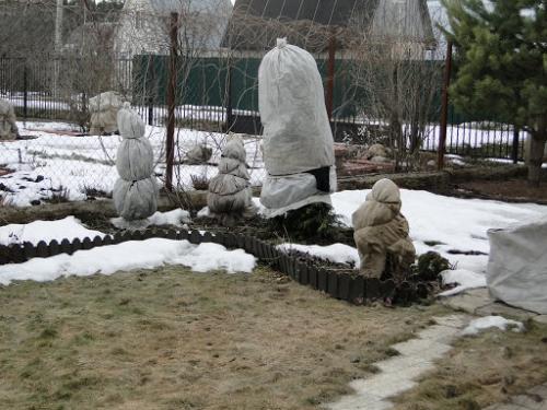 Когда открывать хвойники после зимы. Когда и как раскрывать хвойные от укрытия весной?