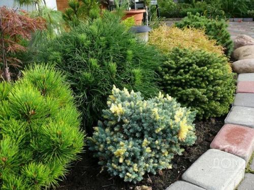 Как помочь хвойным пережить зиму.  Обработка от болезней и вредителей 04 Как помочь хвойным пережить зиму.  Обработка от болезней и вредителей 04