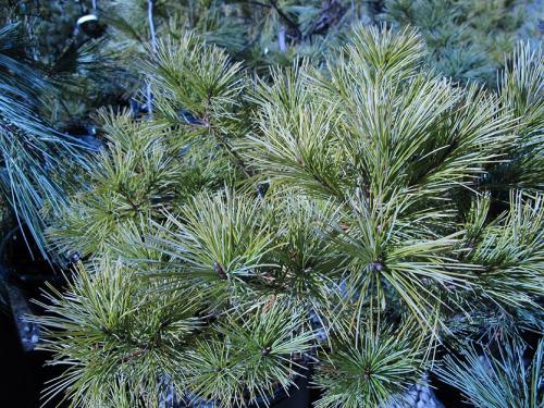 Чем удобрить хвойные летом. Какие удобрения нужны хвойным растениям?