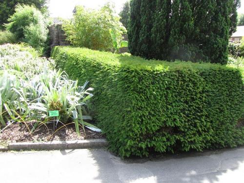 Как помочь хвойным пережить зиму.  Обработка от болезней и вредителей 08 Как помочь хвойным пережить зиму.  Обработка от болезней и вредителей 08