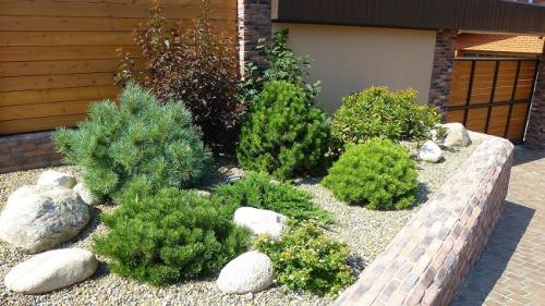 Как помочь хвойным пережить зиму.  Обработка от болезней и вредителей 01 Как помочь хвойным пережить зиму.  Обработка от болезней и вредителей 01