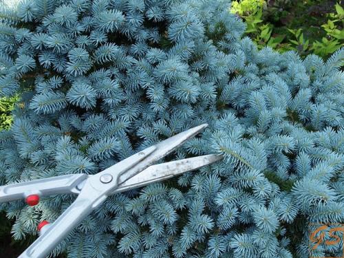 Как помочь хвойным пережить зиму.  Обработка от болезней и вредителей 02 Как помочь хвойным пережить зиму.  Обработка от болезней и вредителей 02