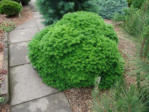 Как помочь хвойным пережить зиму.  Обработка от болезней и вредителей 06 Как помочь хвойным пережить зиму.  Обработка от болезней и вредителей 06