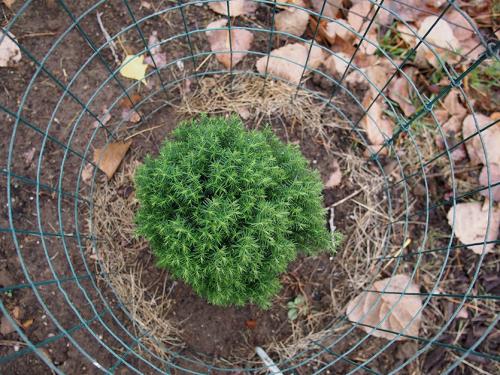 Чем удобрить хвойные летом. Какие удобрения нужны хвойным растениям?