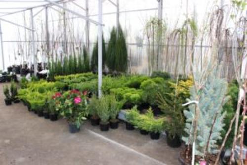 Уход за хвойными растениями. ВАЖНО! Основные рекомендации по уходу за хвойными растениями.