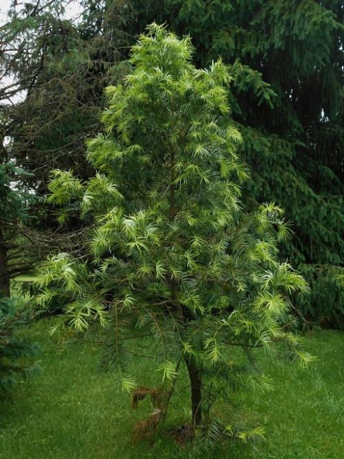 Как помочь хвойным пережить зиму.  Обработка от болезней и вредителей 09 Как помочь хвойным пережить зиму.  Обработка от болезней и вредителей 09