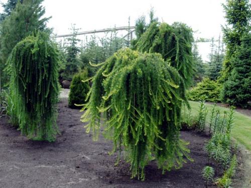 Как помочь хвойным пережить зиму.  Обработка от болезней и вредителей 07 Как помочь хвойным пережить зиму.  Обработка от болезней и вредителей 07