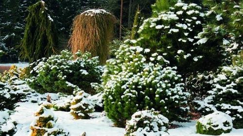 Как ухаживать за хвойными растениями зимой?