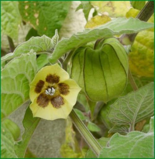 Что такое физалис. Описание физалиса ягодного