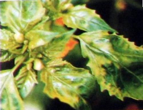 Почему осыпается физалис. Как распознать болезни физалиса?