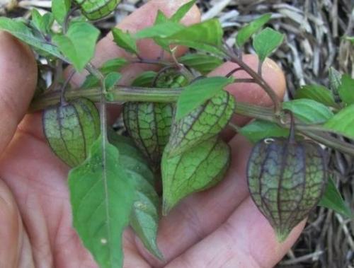 Что такое физалис. Описание физалиса ягодного