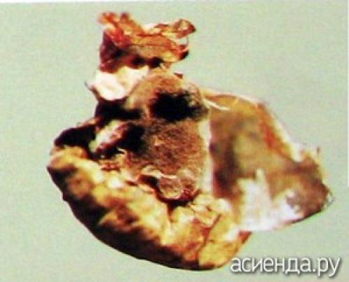 Почему осыпается физалис. Как распознать болезни физалиса?