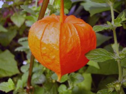 Почему осыпается физалис. Как распознать болезни физалиса?