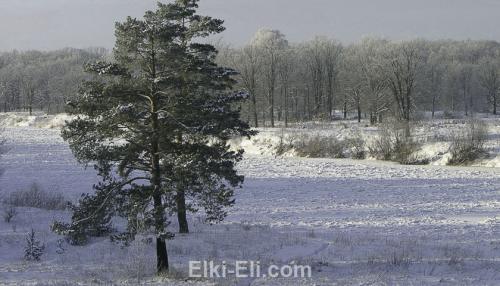 Как ухаживать за живой елью. Определитесь, какая елка вам по душе 01 Как ухаживать за живой елью. Определитесь, какая елка вам по душе 01