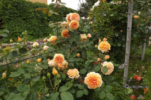Английские розы для подмосковья. Самые красивые английские розы Остина и их характеристики