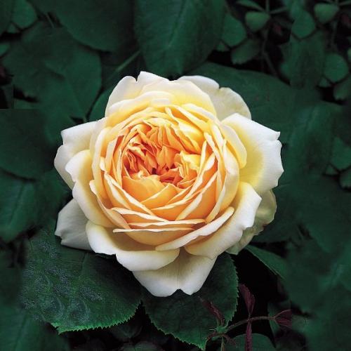 Английские розы для подмосковья. Самые красивые английские розы Остина и их характеристики 06 Английские розы для подмосковья. Самые красивые английские розы Остина и их характеристики 06