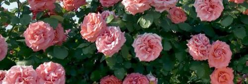 Неубиваемые розы. Морозостойкие сорта роз, которые переживут любую зиму