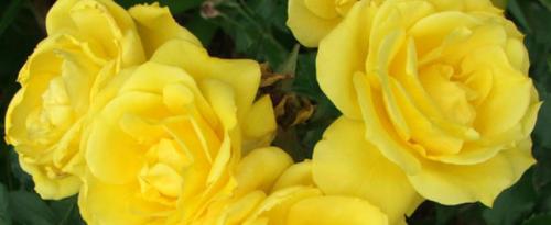 Неубиваемые розы. Морозостойкие сорта роз, которые переживут любую зиму