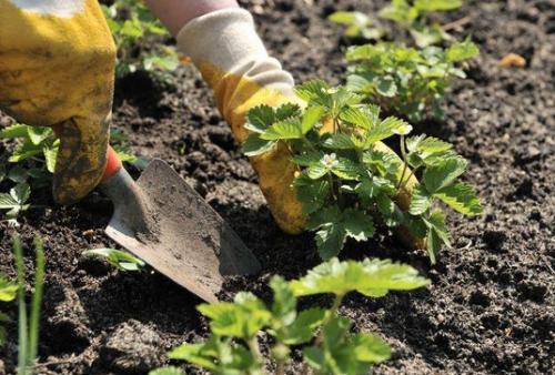 Где взять рассаду клубники. Как правильно выбрать и купить клубнику на посадку