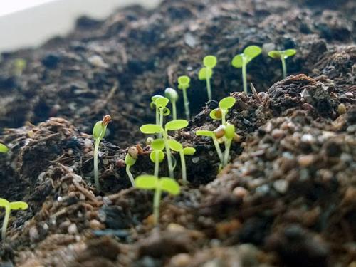 Рассада клубники, как вырастить. Выращивание рассады из семян