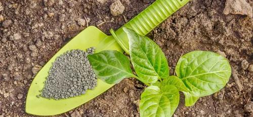 Суперфосфат формула. Суперфосфат: удобрение, применение на огороде и саду