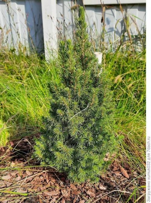 Как укрыть маленькие елочки на зиму. Укрываю малышки-ёлочки 'Коники' на зиму