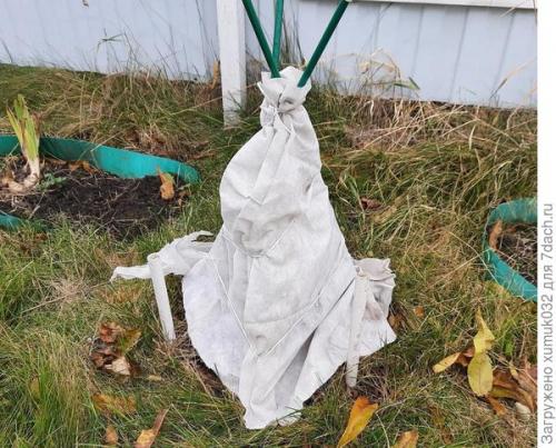 Как укрыть маленькие елочки на зиму. Укрываю малышки-ёлочки 'Коники' на зиму