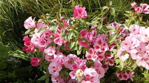 Годеция многолетняя. Годеция крупноцветковая