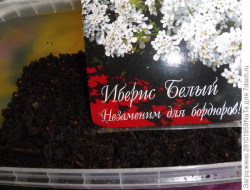 Нужно ли прищипывать иберис. Иберис - нежность и простота. Мои секреты выращивания из семян