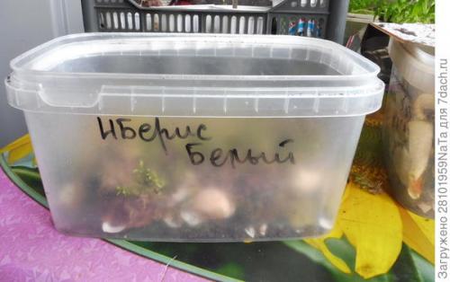 Нужно ли прищипывать иберис. Иберис - нежность и простота. Мои секреты выращивания из семян