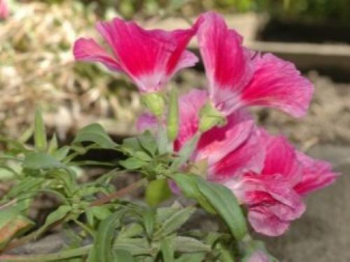 Уход за годецией в открытом грунте. Почему не обойтись без марганцовки? 02 Уход за годецией в открытом грунте. Почему не обойтись без марганцовки? 02