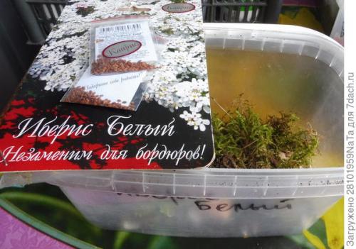 Нужно ли прищипывать иберис. Иберис - нежность и простота. Мои секреты выращивания из семян