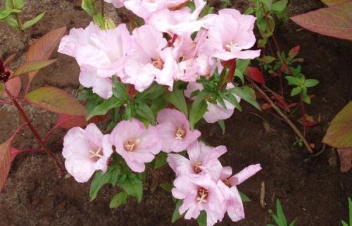 Годеция в саду. Уход за годецией