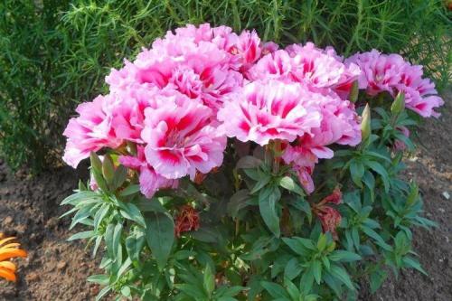 Годеция в саду. Уход за годецией