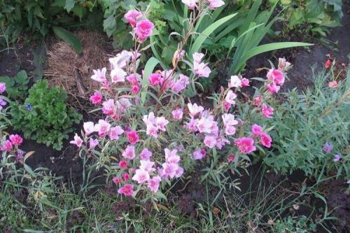 Годеция в саду. Уход за годецией