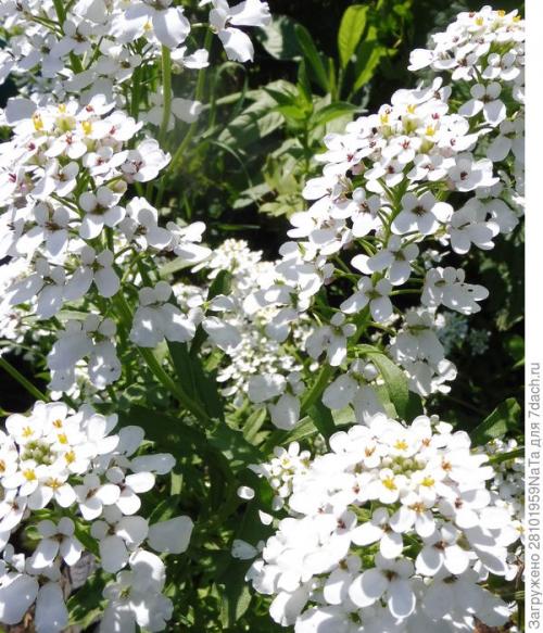 Нужно ли прищипывать иберис. Иберис - нежность и простота. Мои секреты выращивания из семян