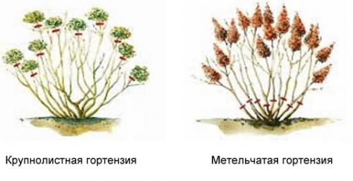 Самая высокая гортензия метельчатая. Характеристика растения