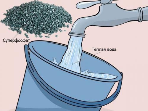 Фосфорно-калийные удобрения для малины. Чем подкормить малины осенью или какие удобрения вносить под кусты после сбора урожая