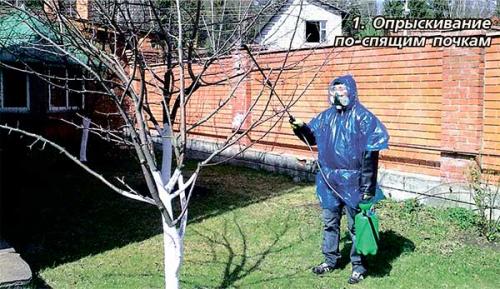 Что дает опрыскивание мочевиной. Защита от вредителей и болезнетворных микроорганизмов 01