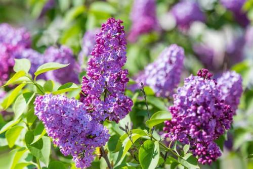 Кустарники цветущие юга. Список красивых декоративно-цветущих кустарников для сада