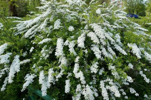 Кустарники цветущие юга. Список красивых декоративно-цветущих кустарников для сада 20