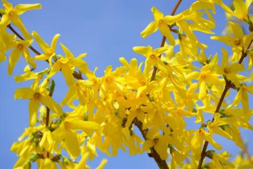 Кустарники цветущие юга. Список красивых декоративно-цветущих кустарников для сада