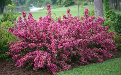 Кустарники цветущие юга. Список красивых декоративно-цветущих кустарников для сада 21