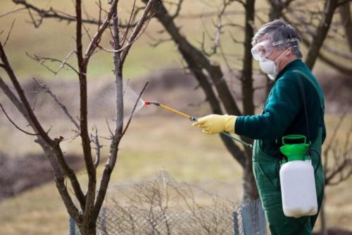 Как разводить мочевину для опрыскивания осенью. Осенняя обработка сада мочевиной