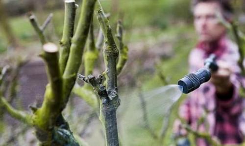 Опрыскивание мочевиной деревьев и кустарников весной. Карбамид против насекомых 01 Опрыскивание мочевиной деревьев и кустарников весной. Карбамид против насекомых 01