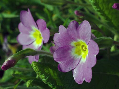 Примулы семена. Выращивание примулы из семян